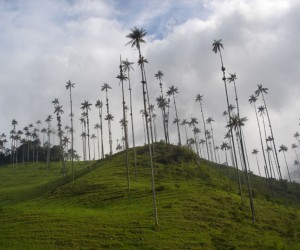 Cocora Valley Source  Uff.travel