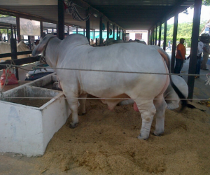 Livestock Fair Valledupar foto -Juan-Camilo-Galvan-@JuanCamiloGV-via-twitter